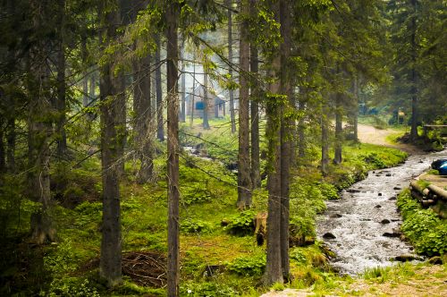 Waldlandschaft mit Bach als Symbolbild für Waldbestattung in der Steiermark
